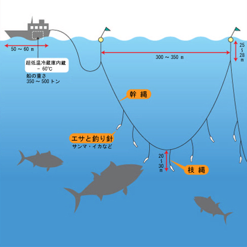 マグロはえ縄漁業のイメージ図