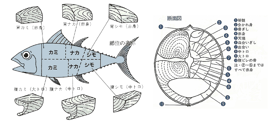 マグロの部位