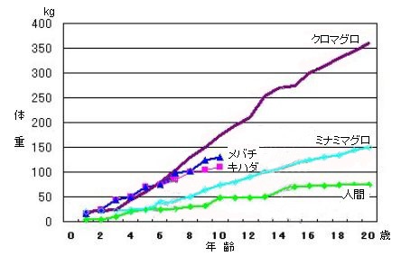 マグロ体長推移グラフ